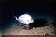 photo de Philippe