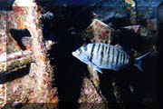 photo de Philippe