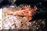 photo de Philippe